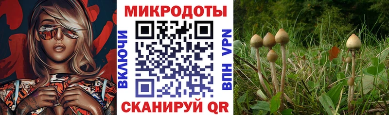 Галлюциногенные грибы MAGIC MUSHROOMS  Купить закладки  Карачаевск 